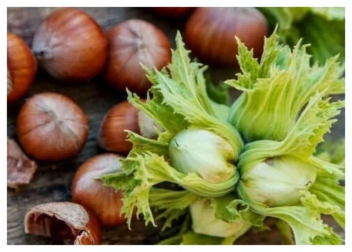 تصویر 4 از فندق شکسته بو داده با کیفیت صادراتی